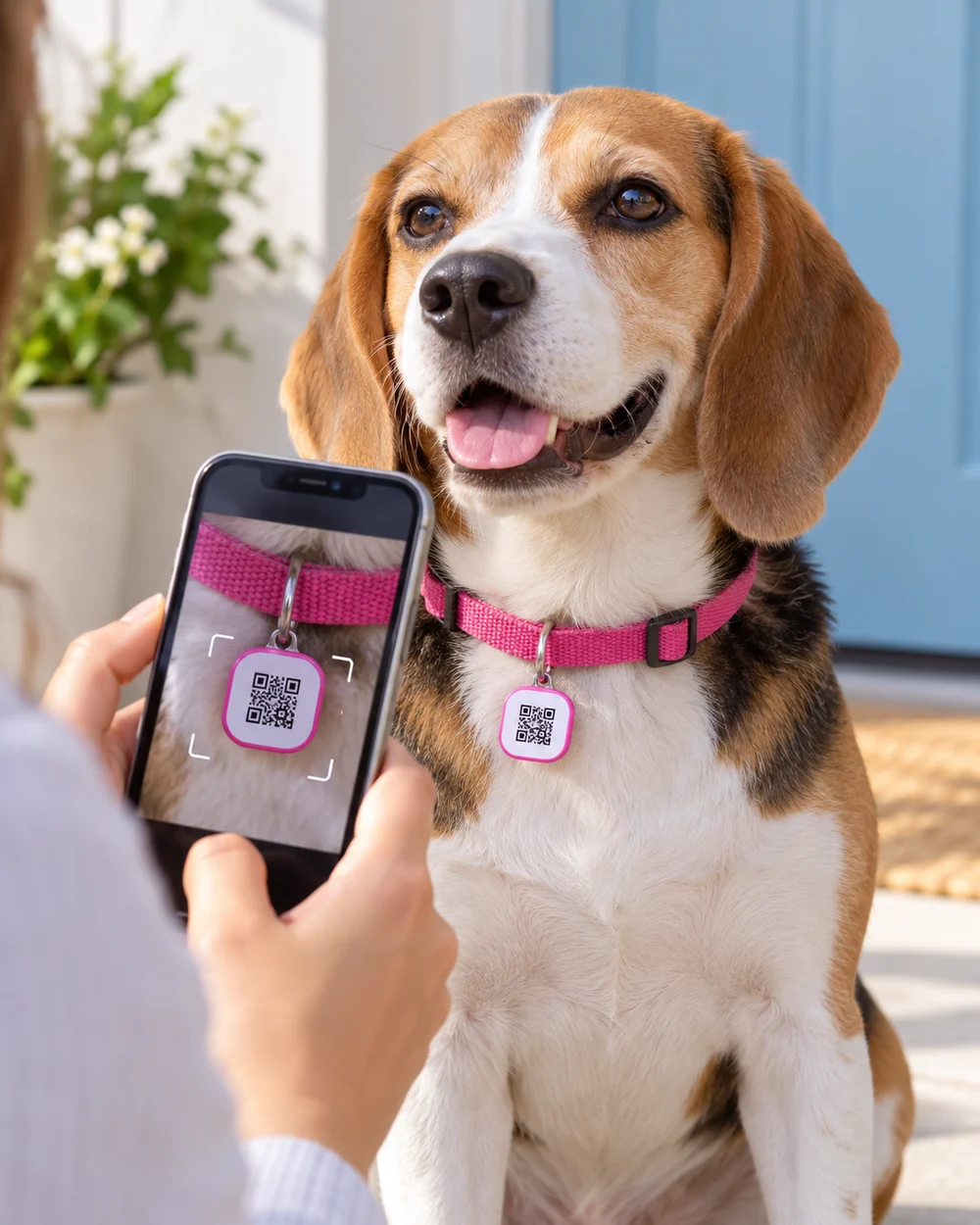 Una persona escanea con su móvil la placa QR de un beagle